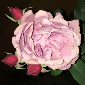 Meet your Posher, Dania